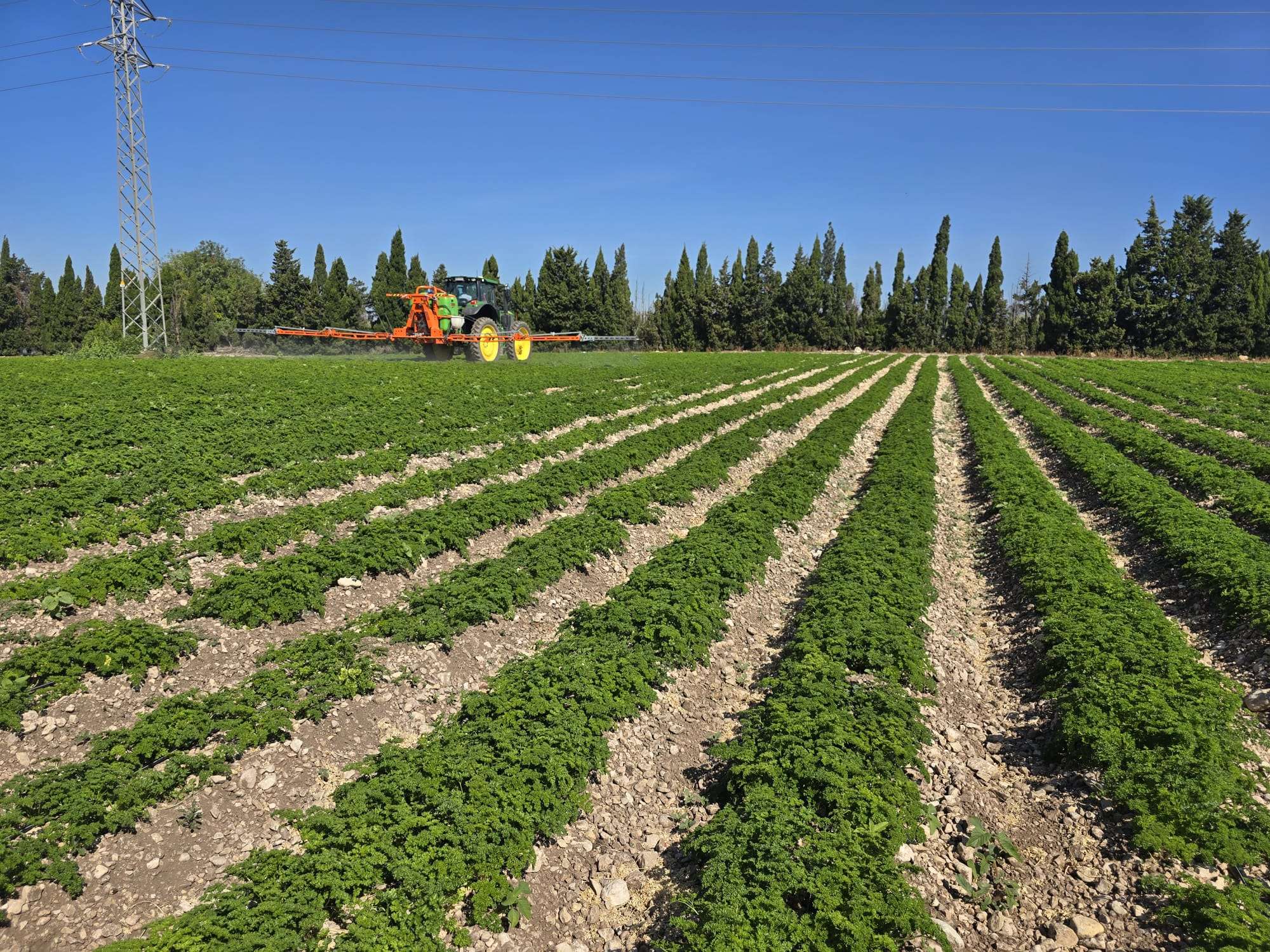 Récolte manuelle de coriandre, persil et aneth
