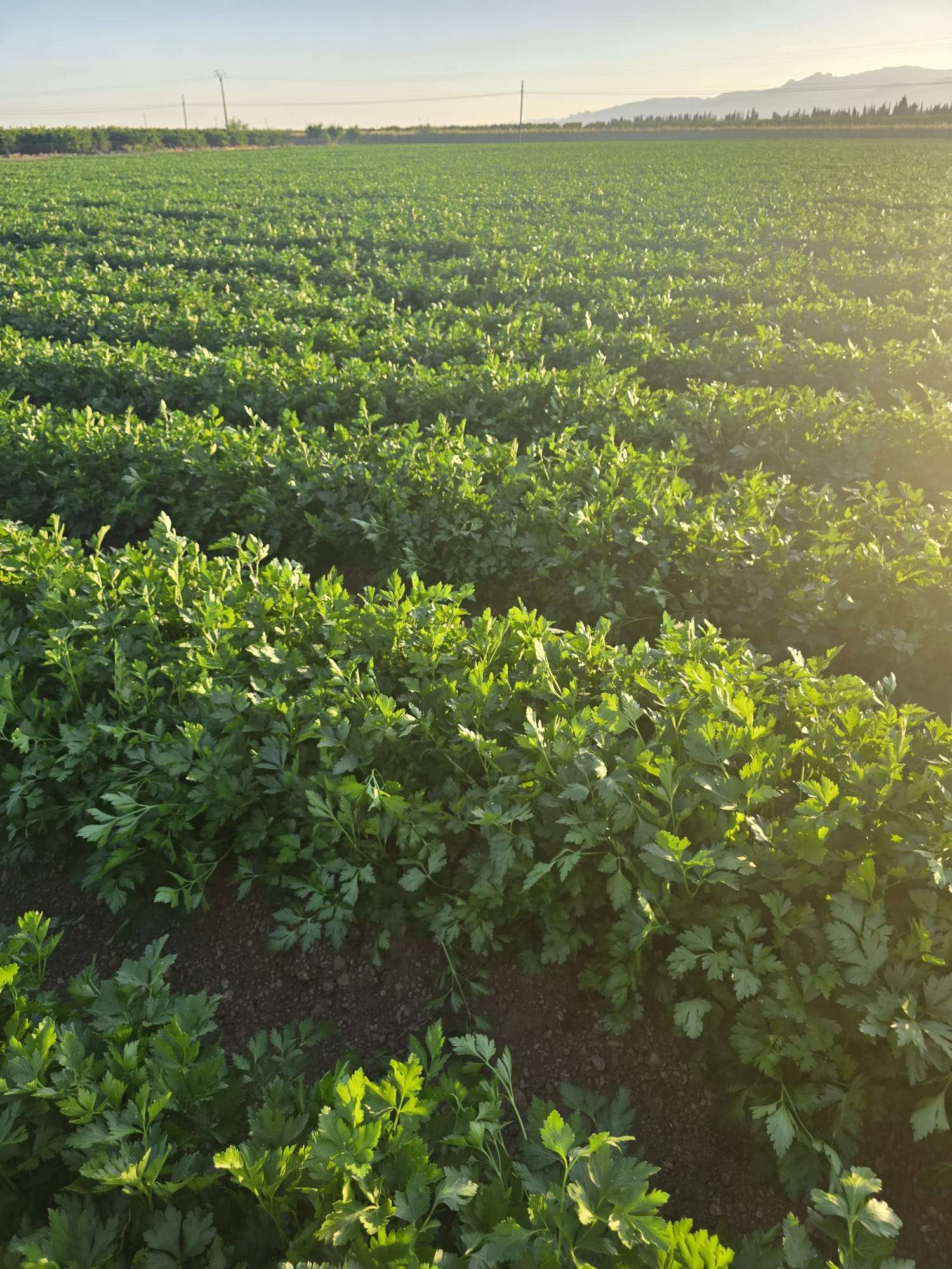 Préparation du sol et sélection des variétés dans les terres fertiles d'el Ebro