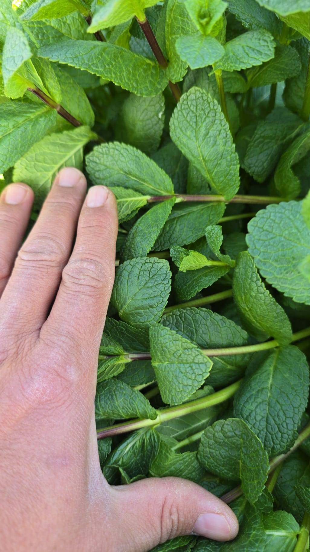 Innovation agricole durable dans les champs d'el Ebro